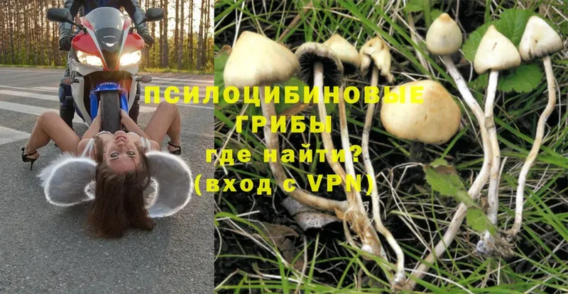 это состав  KRAKEN зеркало  Кандалакша  продажа наркотиков  Псилоцибиновые грибы MAGIC MUSHROOMS 