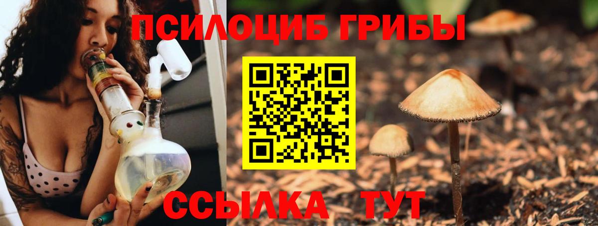 Галлюциногенные грибы Psilocybe Кандалакша
